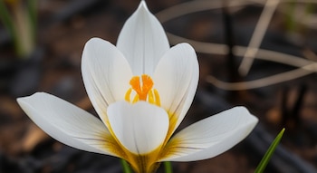 El ciclo vital de Apodolirion