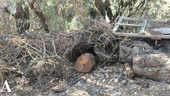 Una pila de ramas secas entrelazadas y troncos de madera en un entorno natural o periurbano, con algo de escombros y vegetación al fondo