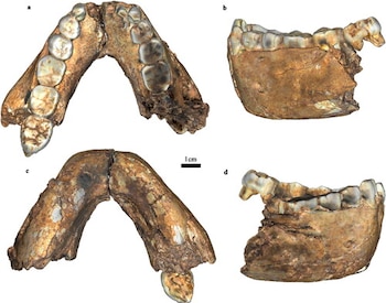 Cuatro fotografías de una mandíbula fósil con dientes, identificadas con letras de la a a la d, y una escala de un centímetro