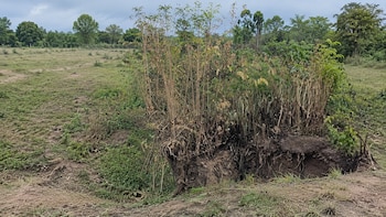 Primer plano de denso matorral de M-trees con raíces expuestas por erosión en suelo. Pasto ralo y árboles distantes bajo cielo nublado