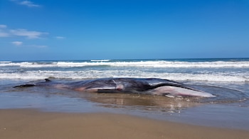 Una ballena de gran tamaño yace varada en la arena mojada de una playa junto a las olas del mar, bajo un cielo azul despejado.