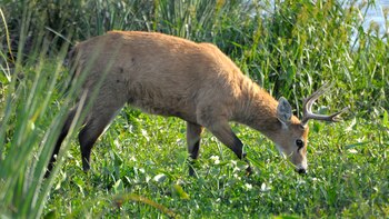 Si las especies no llegan