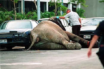 El cuerpo de Tyke en