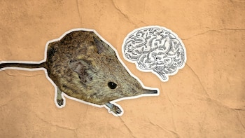 Por qué este mamífero se