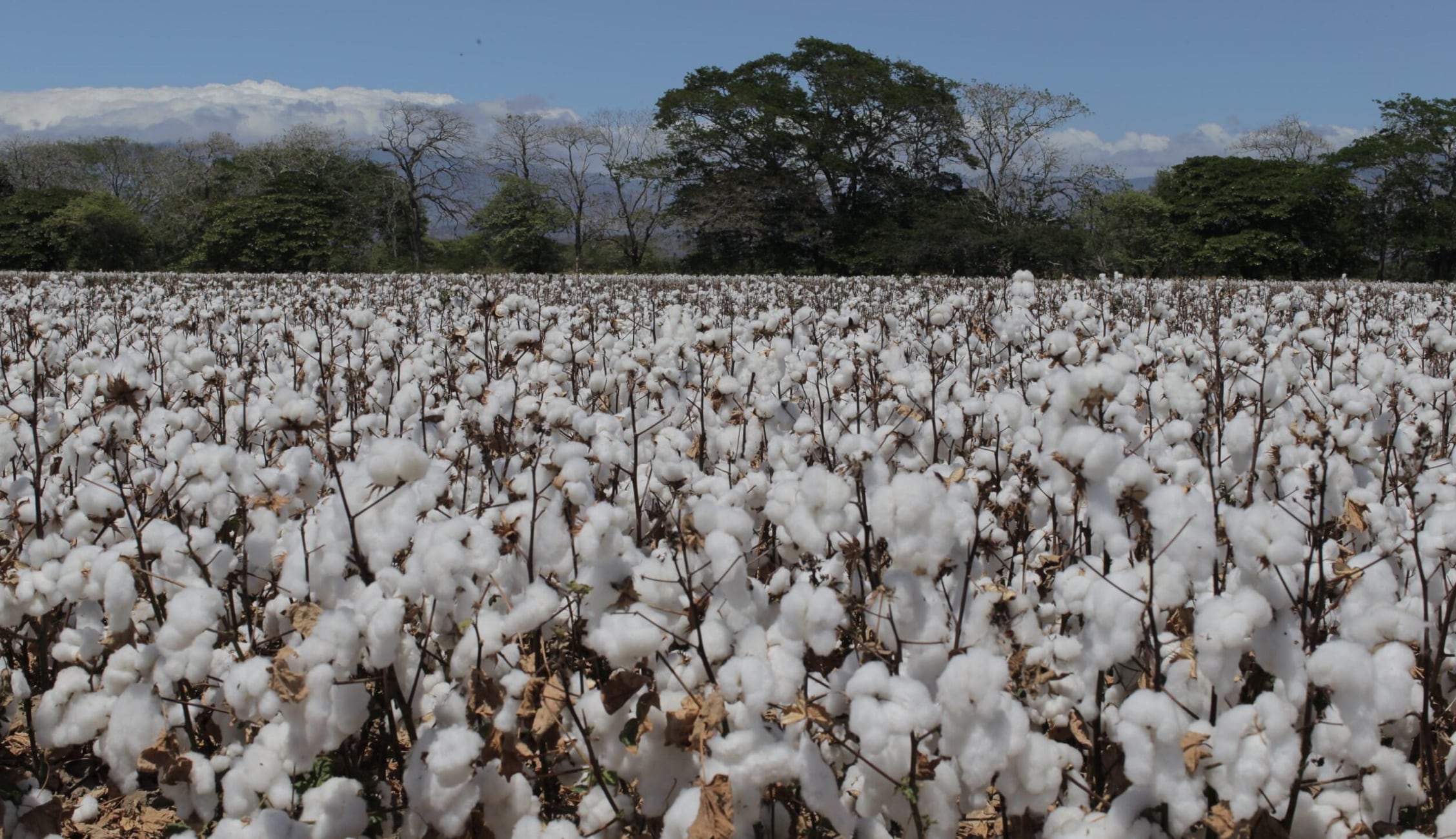 La producción de algodón en Costa Rica se enfoca en investigación genética y sostenibilidad. Cortesía: Bayer