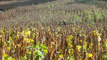 El Ministerio de Agricultura y