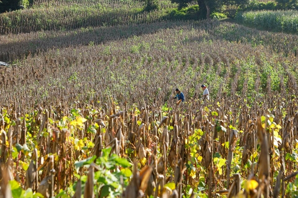 El fenómeno de El Niño podría reducir la producción agrícola en El Salvador y elevar los precios del frijol, el arroz y el maíz. (Foto: cortesía)