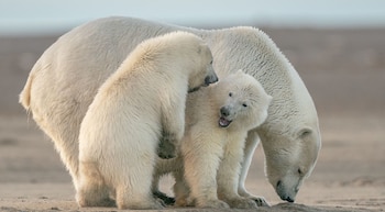 La disminución del hielo ártico