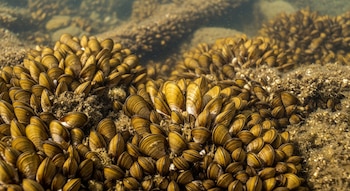 Fotografía macro de mejillones dorados agrupados densamente sobre rocas y estructuras en agua dulce, con sus conchas ocre y marrón claramente visibles.