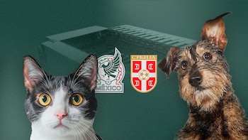 México vs Serbia: la iniciativa que busca impulsar la adopción de lomitos y gatos en Toluca