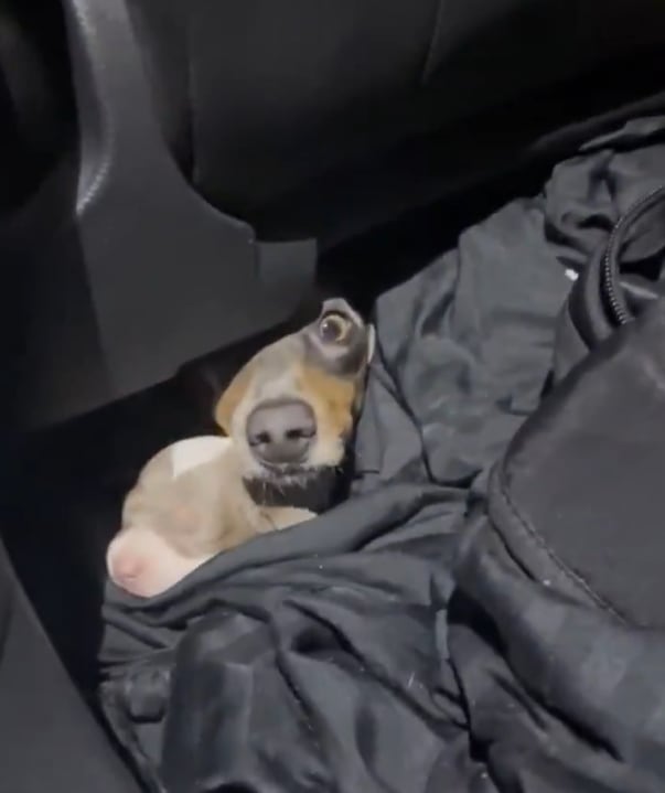 Los cachorros de raza Dachshund y una perra adulta fueron encontrados ocultos en el interior de un vehículo durante una inspección aduanera