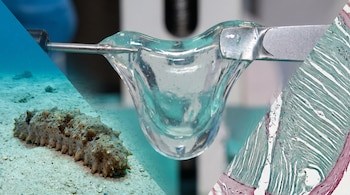 Composición con un pepino de mar sobre arena, un gel transparente sostenido con pinzas y una imagen microscópica de tejido biológico.