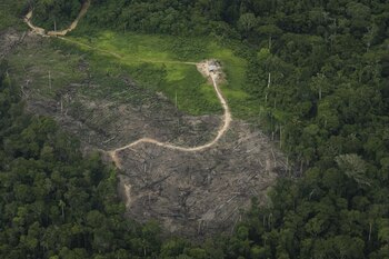 selva peruana Loreto Amazonía Créditos: Fundación para la Conservación y el Desarrollo Sostenible - FCDS Perú