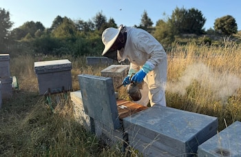 Imagen de archivo de un apicultor trabajando con un panal.