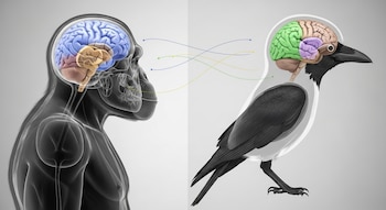Los resultados sugieren que la