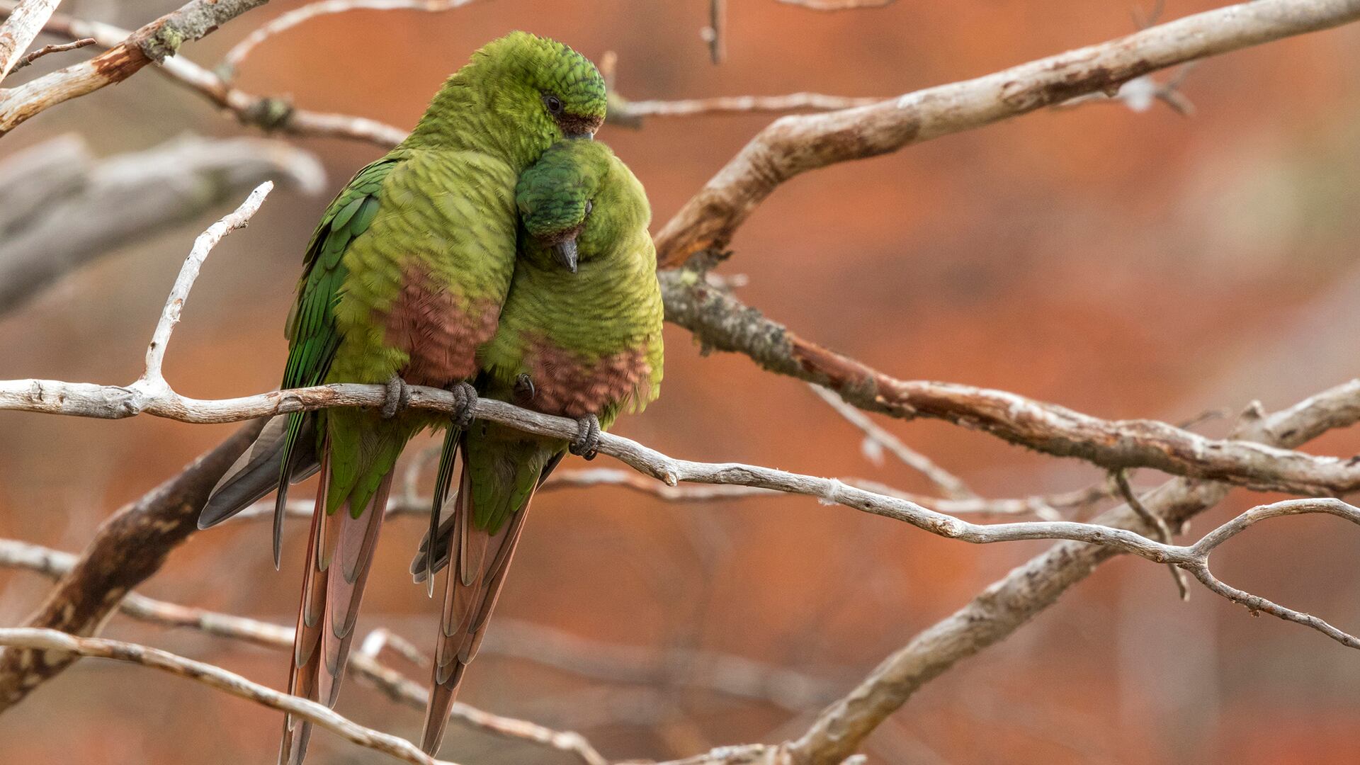 Investigadores del CONICET descubrieron que en invierno los loros cachañas consumen tres veces más especies vegetales introducidas en las ciudades. Crédito: Gonzalo Ignazi