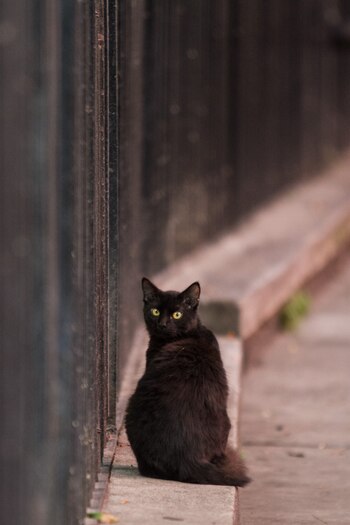 Los gatos no tienen nada