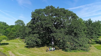 Robles en riesgo en Estados
