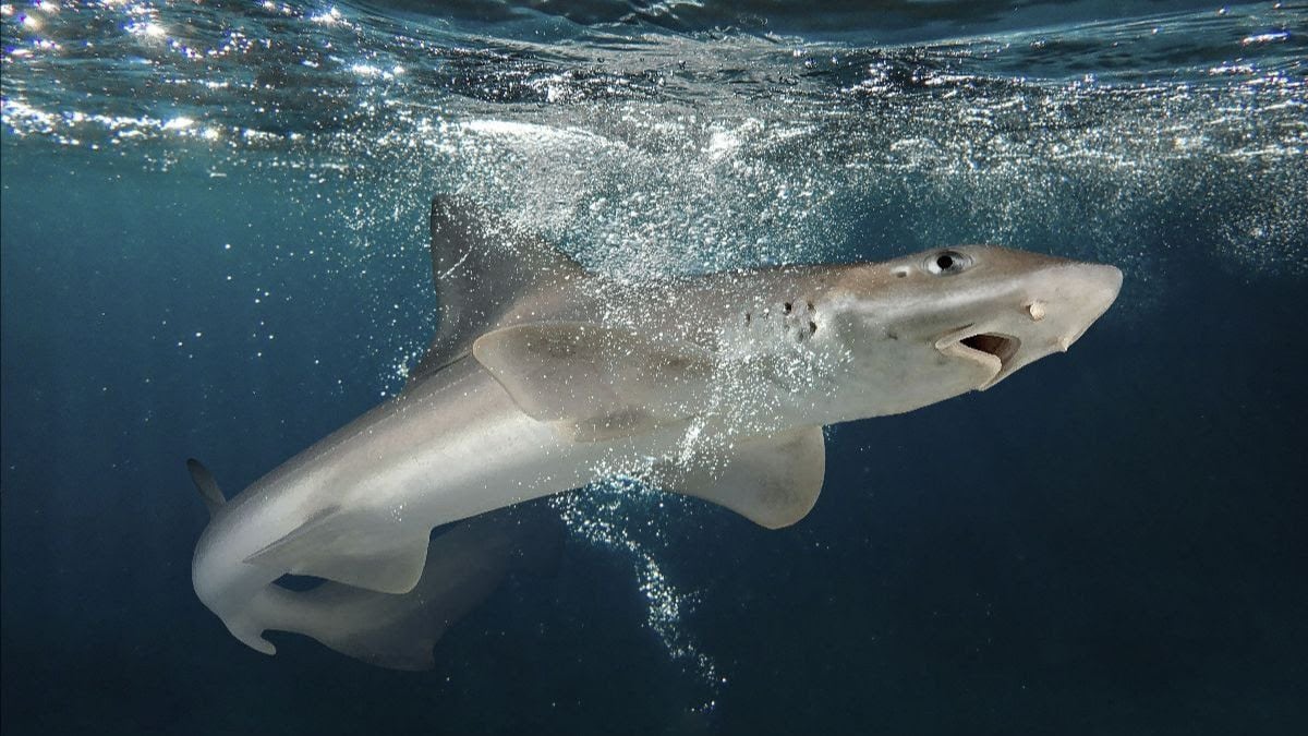 Más del 70% de las especies de tiburones en Argentina están en riesgo de extinción: cómo buscan salvarlos