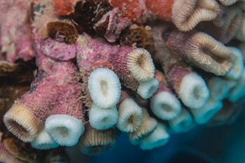 Fotografía del 26 de septiembre de 2019, cedida por el Proyecto Coral Vivo, que muestra un arrecife de coral. EFE/Mari Lopes/Proyecto Coral Vivo