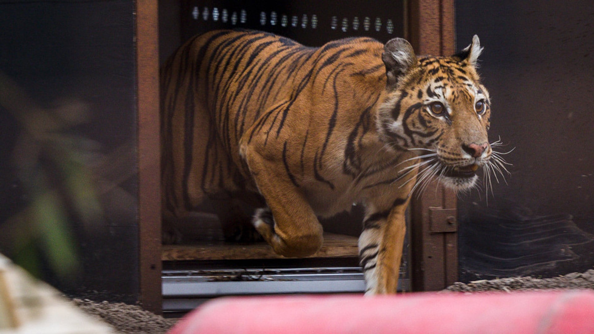 Tras años de encierro y dolor, Flora pisa por primera vez el santuario Felida en los Países Bajos (Four Paws)