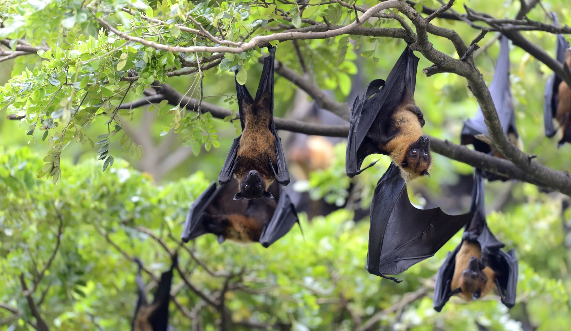 La jornada del 17 de abril reúne a entidades científicas y ambientales que resaltan el impacto de los murciélagos en la biodiversidad y su relevancia para mantener funciones ecológicas esenciales en distintos continentes (Freepik)