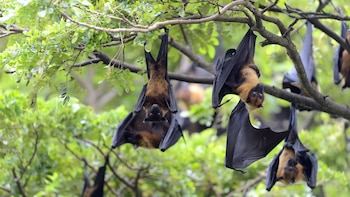 Día de Apreciación de los Murciélagos: origen, razones ecológicas y aportes científicos de una fecha clave para la conservación global