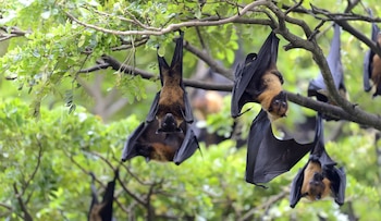 Día de Apreciación de los Murciélagos – murciélago – Perú – noticias – 16 abril