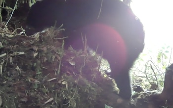 El oso de anteojos es