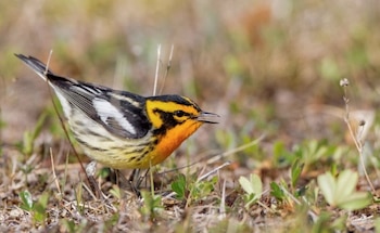La vulnerabilidad de las reinitas ante el cambio climático depende de su flexibilidad para adaptarse a nuevas condiciones ecológicas y rutas migratorias
(IAN DAVIES/LAB OF ORNITHOLOGY)