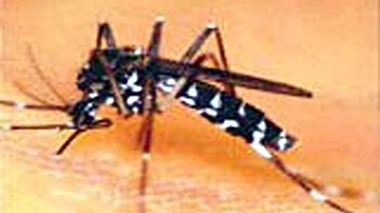 Expertos lusos alertan de mayor