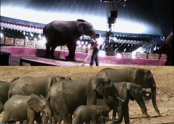 (Los animales) no lo disfrutan,