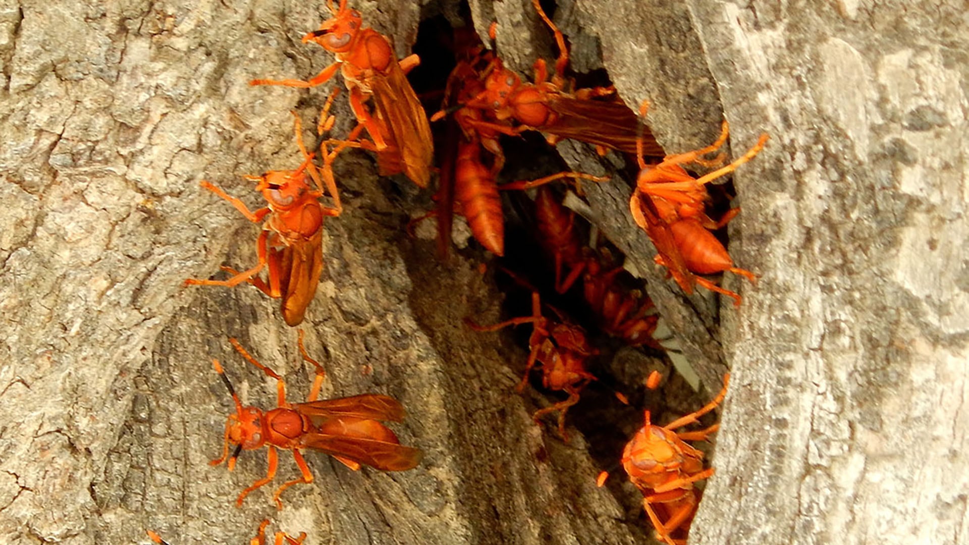 Las avispas de papel rojas muestran una sucesión caótica, diferente a la de especies de zonas templadas con jerarquías más predecibles ( Jon Arias íNaturalist)