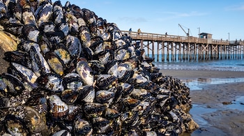 Primer plano de un gran grupo de mejillones oscuros adheridos a una roca en la playa, con un muelle de madera y el océano al fondo bajo un cielo azul