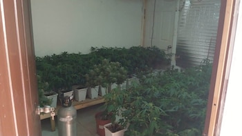 Laboratorio de cultivo hidropónico de marihuana localizado en el interior de una vivienda en Alajuela (Cortesía: Expediente).