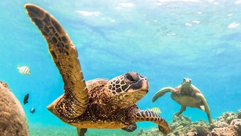 Las tortugas son reptiles que