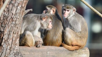 Instituciones de investigación notan escasez