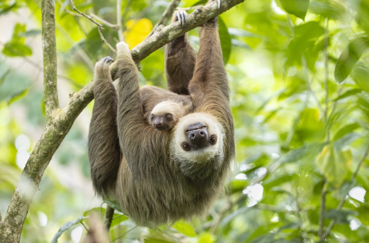 Una perezosa de dos dedos de Hoffmann y su cría se aferran a una rama, mostrando un tierno momento en el Santuario de Perezosos de Costa Rica. (Sam Trull / The Sloth Institute)