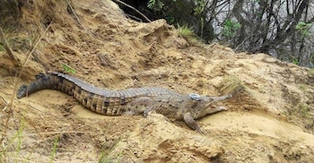 Dirigentes cívicos y ciudadanos han enviado derechos de petición a la Universidad Nacional y al Ministerio de Medio Ambiente solicitando soluciones inmediatas - crédito Cormacarena