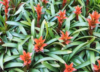 Múltiples plantas con hojas verdes largas y brillantes. Las plantas tienen inflorescencias de color rojo anaranjado que sobresalen del centro