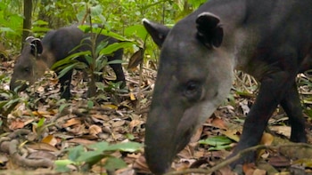 Las dantas, los mamíferos herbívoros