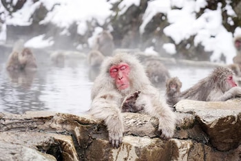 La convivencia de los macacos