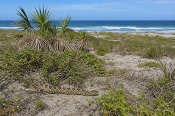 Una serpiente cascabel se arrastra sobre la arena cerca de vegetación baja y palmitos, con el océano y dunas de fondo.