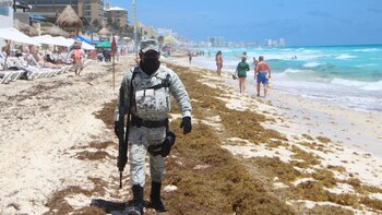 Sargassum a livelli «eccessivi» ha