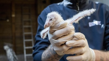 Los primeros polluelos de lechuza