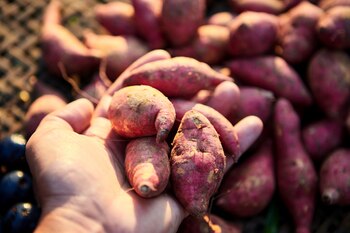 Las batatas, un cultivo resistente