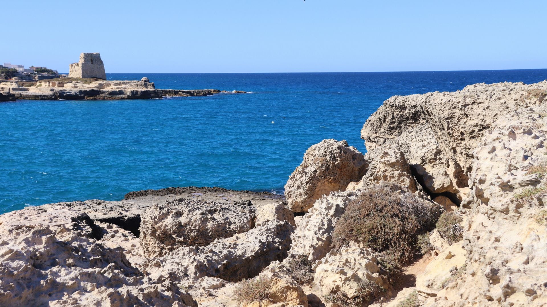 La presencia de polen atrapado en la brea permitió reconstruir la vegetación y los paisajes circundantes del Mediterráneo y la costa adriática/ Wikimedia Commons