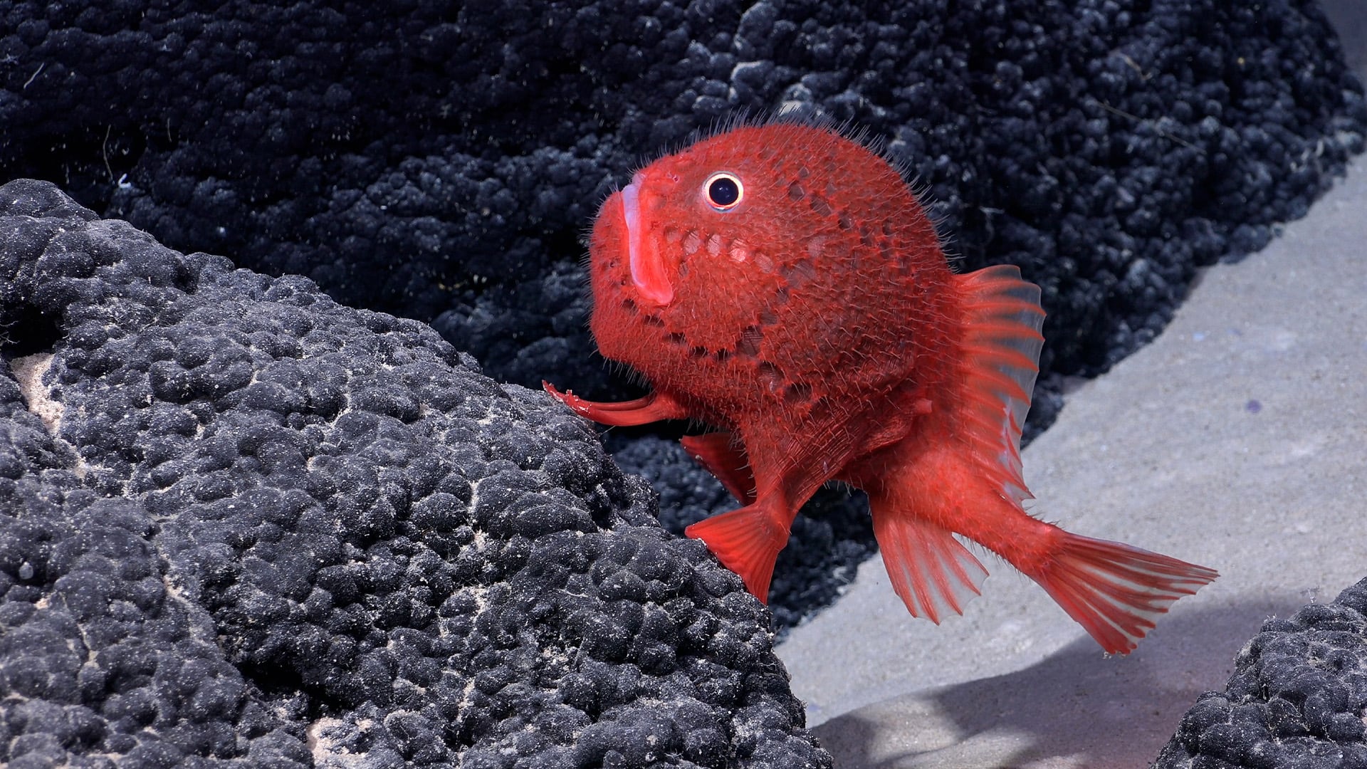 Científicos revelan que hay tantas especies por descubrir como las ya conocidas