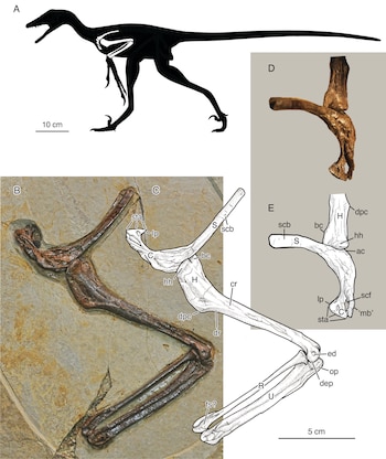 Una composición de imágenes que incluye la silueta de un Lesothosaurus, fotografías de un fósil en roca y un hueso, y diagramas anatómicos detallados