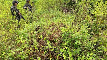 Ejército destruyó sembradío de hoja